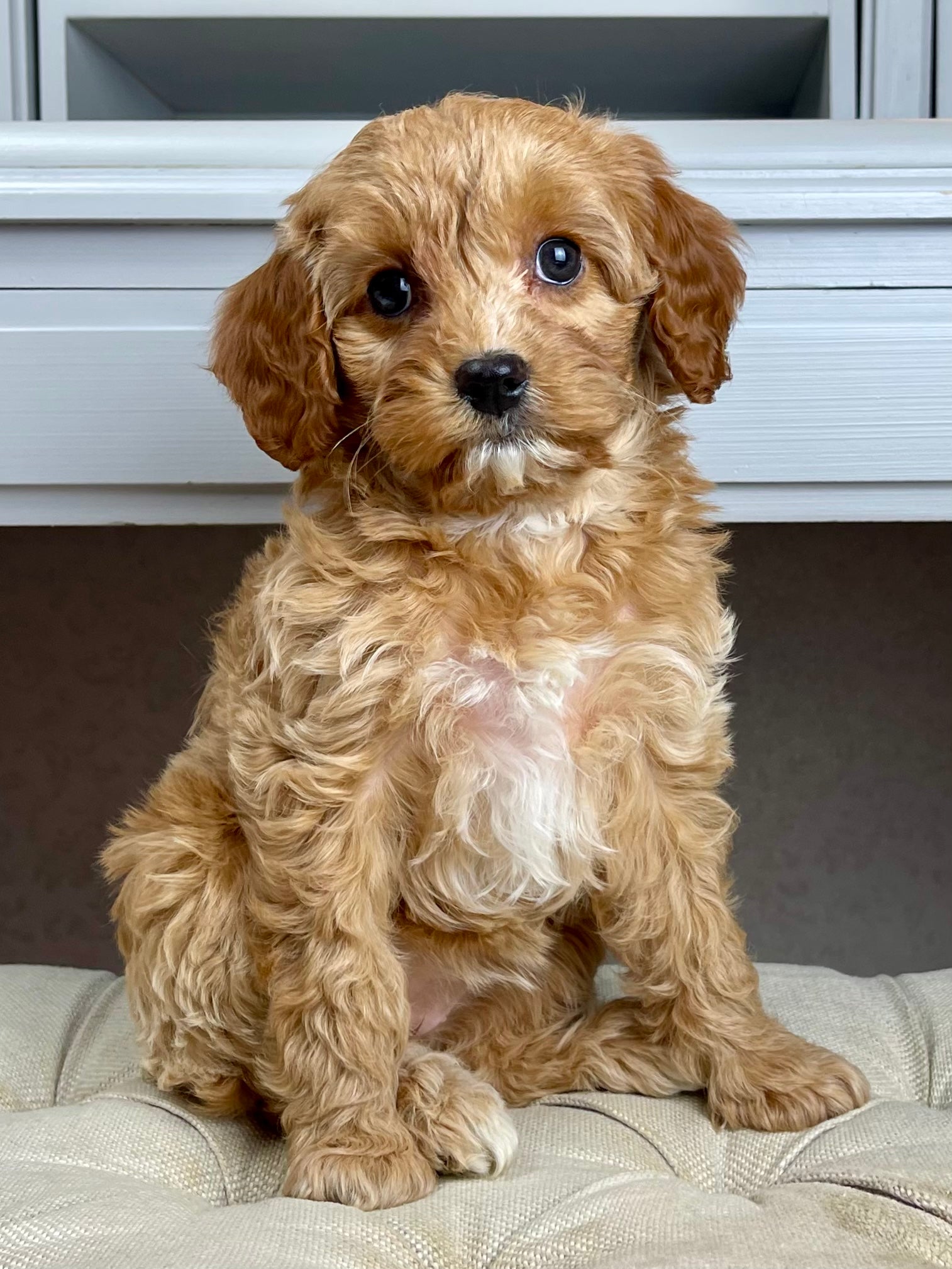 Ghost Cavapoo Halo Cavapoo Puppy 💗 SOLD – Precious Pups Doodles