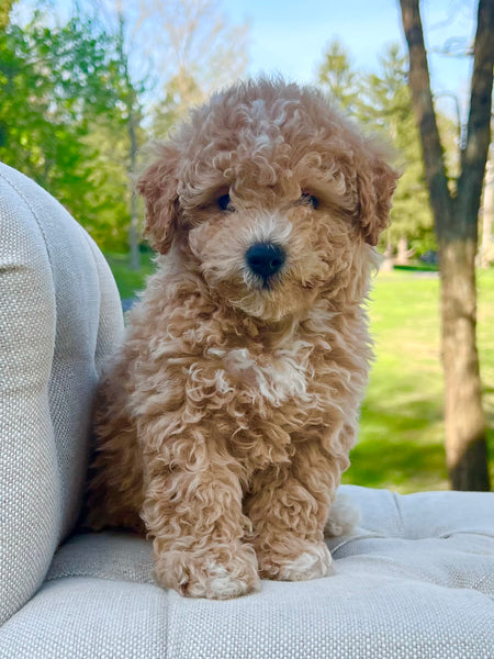 Apricot Poochon Dog Bichon Poodle Full Grown Apricot Poochon