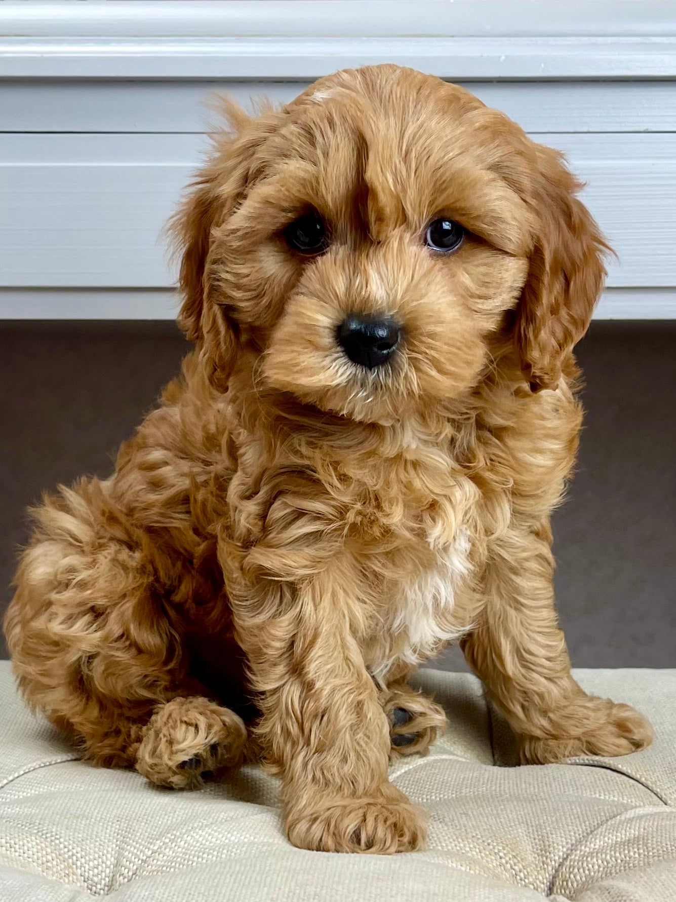 Bailey Cavapoo Puppy π SOLD β Precious Pups USA
