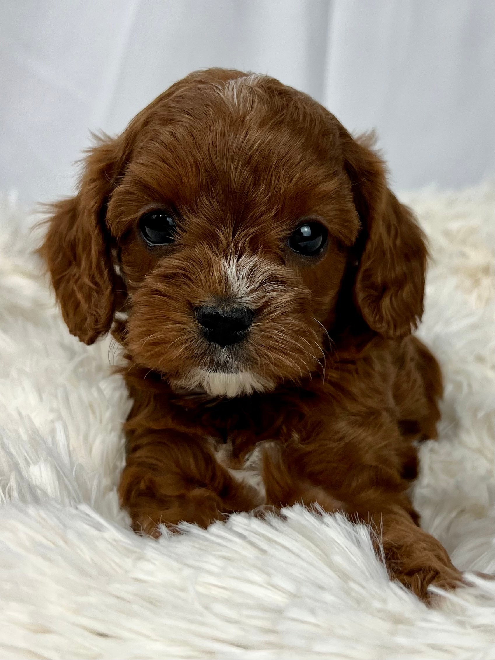 Chocolate Cavapoo