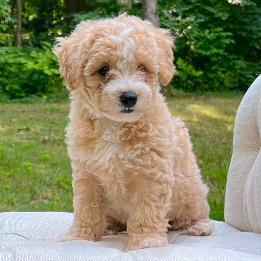 Wheaten Terrier Poodle Mix A Whoodle Mini Whoodle Puppy Wheaten