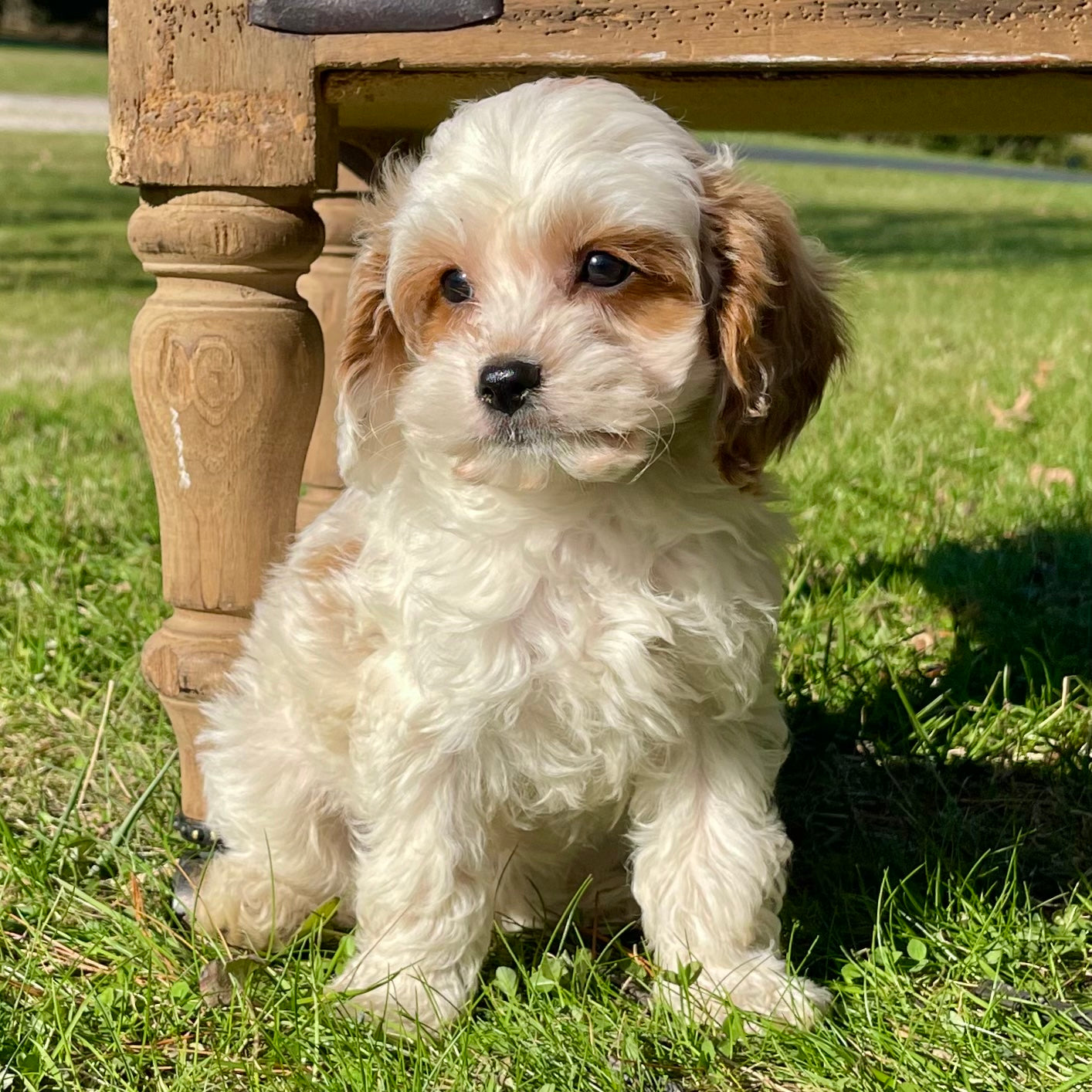 Boots Cavapoo Puppy 💙 SOLD – Precious Pups USA