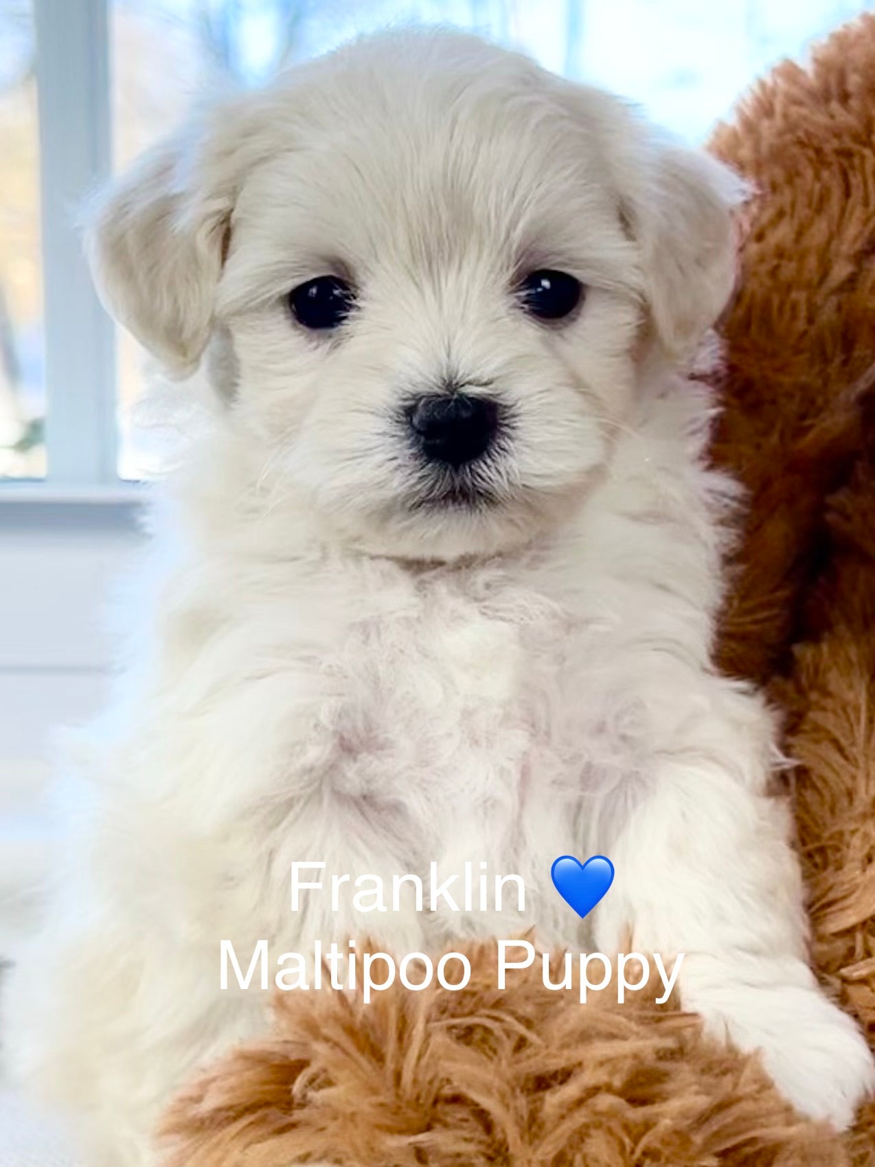 Maltipoo Puppies Teacup Maltese For Sale Craigslist Maltipoo For