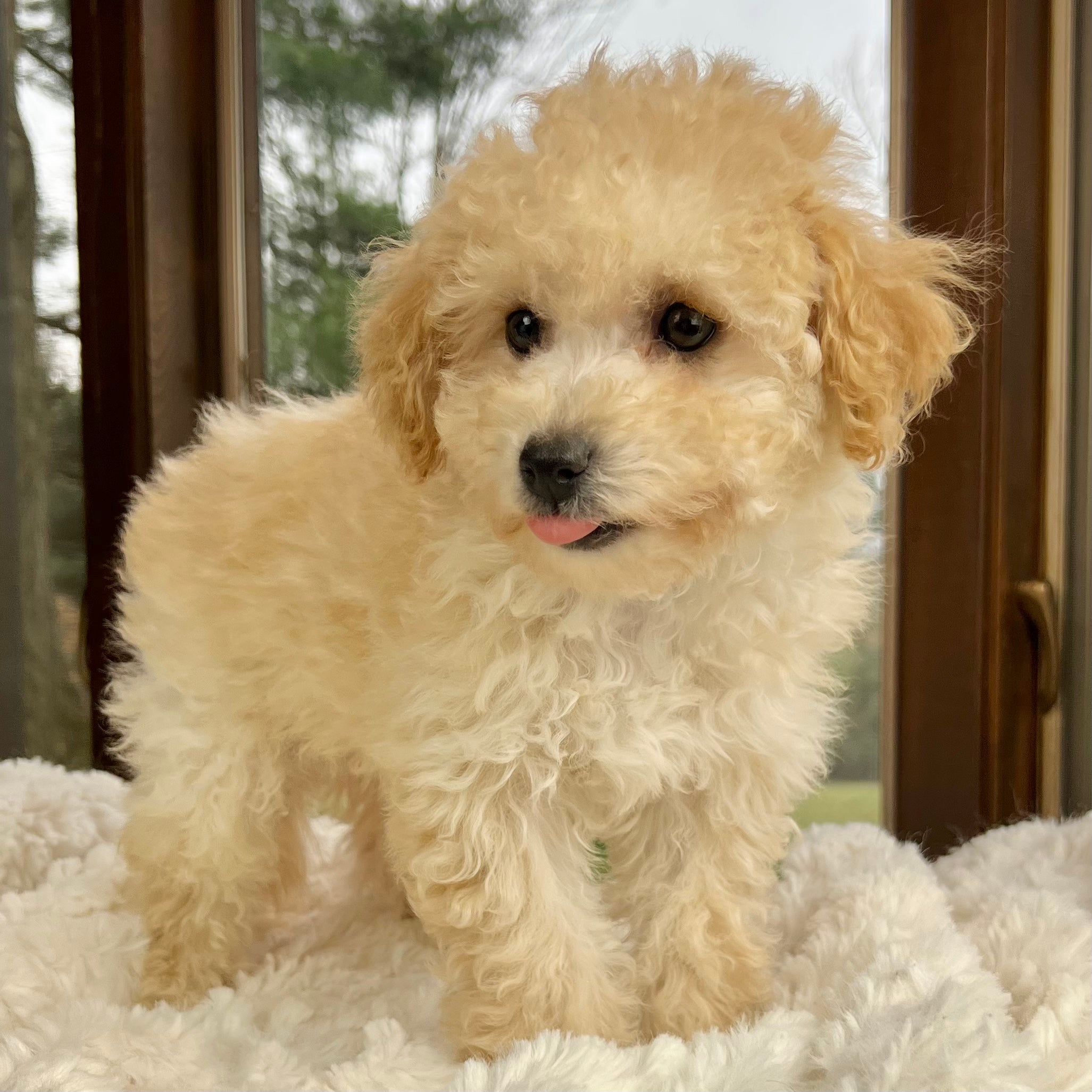 Snowberry Poochon Puppy 💗 Sold Precious Pups Usa