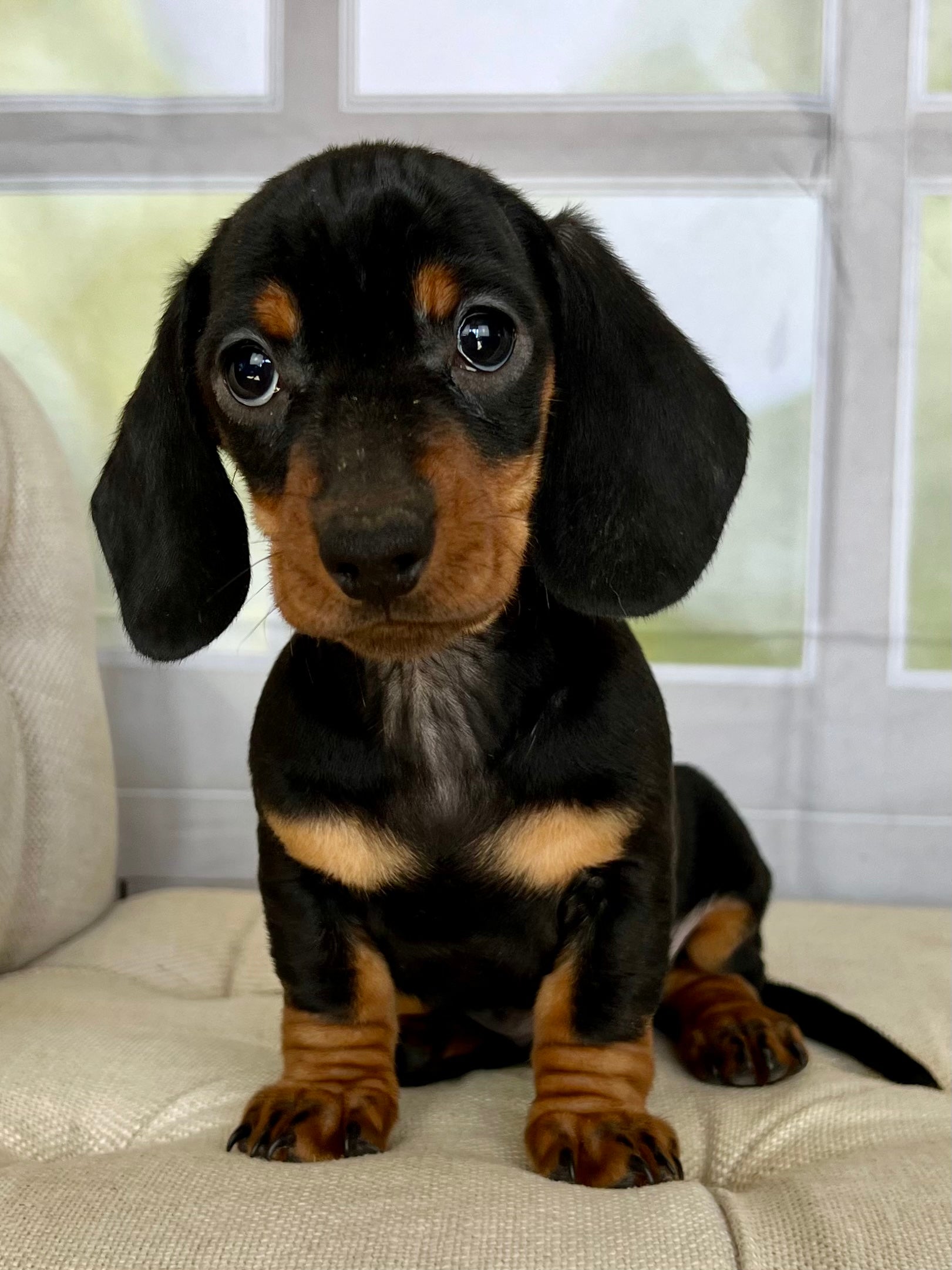 Toto Dachshund Puppy 💙 SOLD – Precious Pups USA