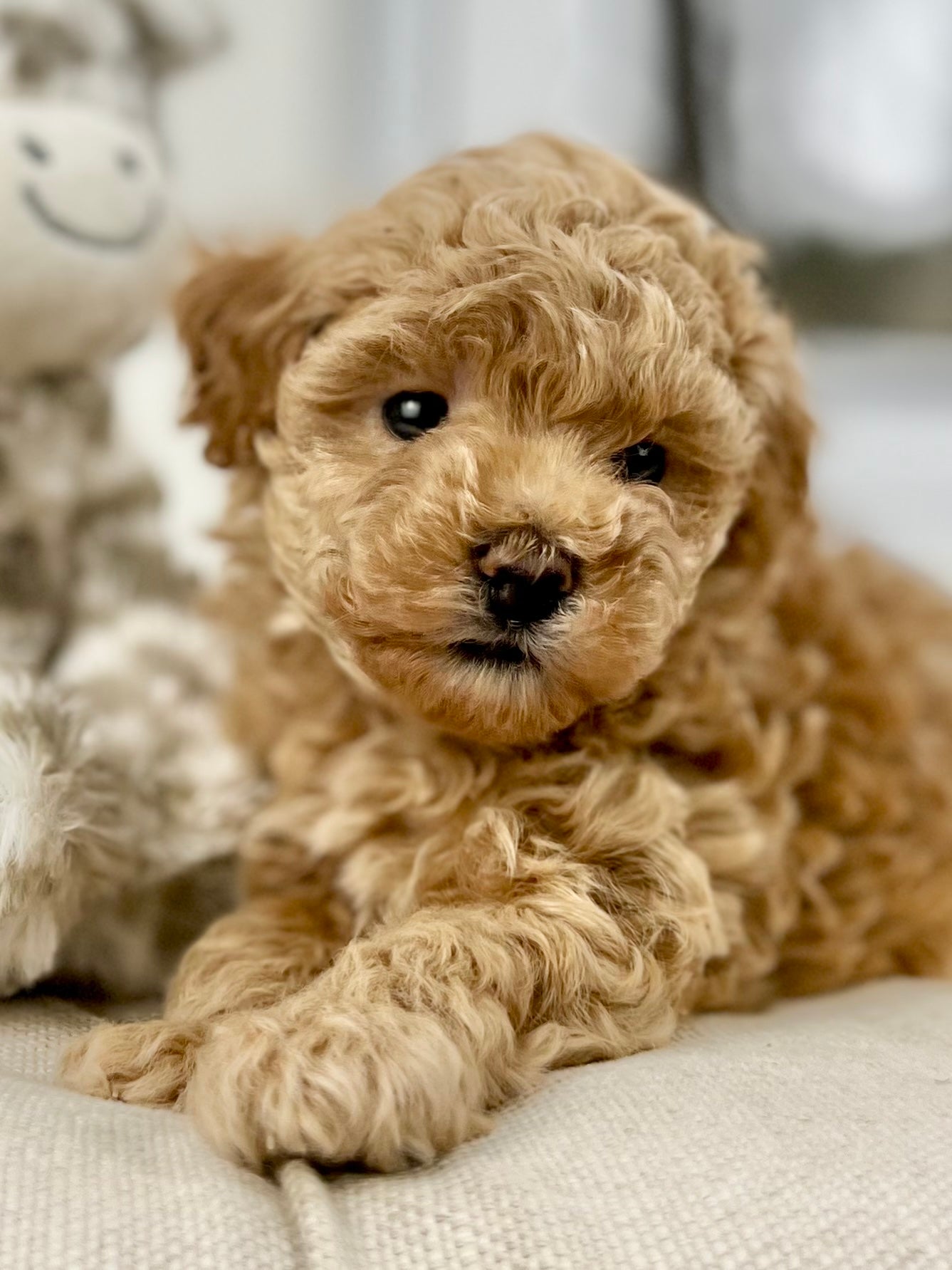 Fuzzy Puppy Toy Poodle