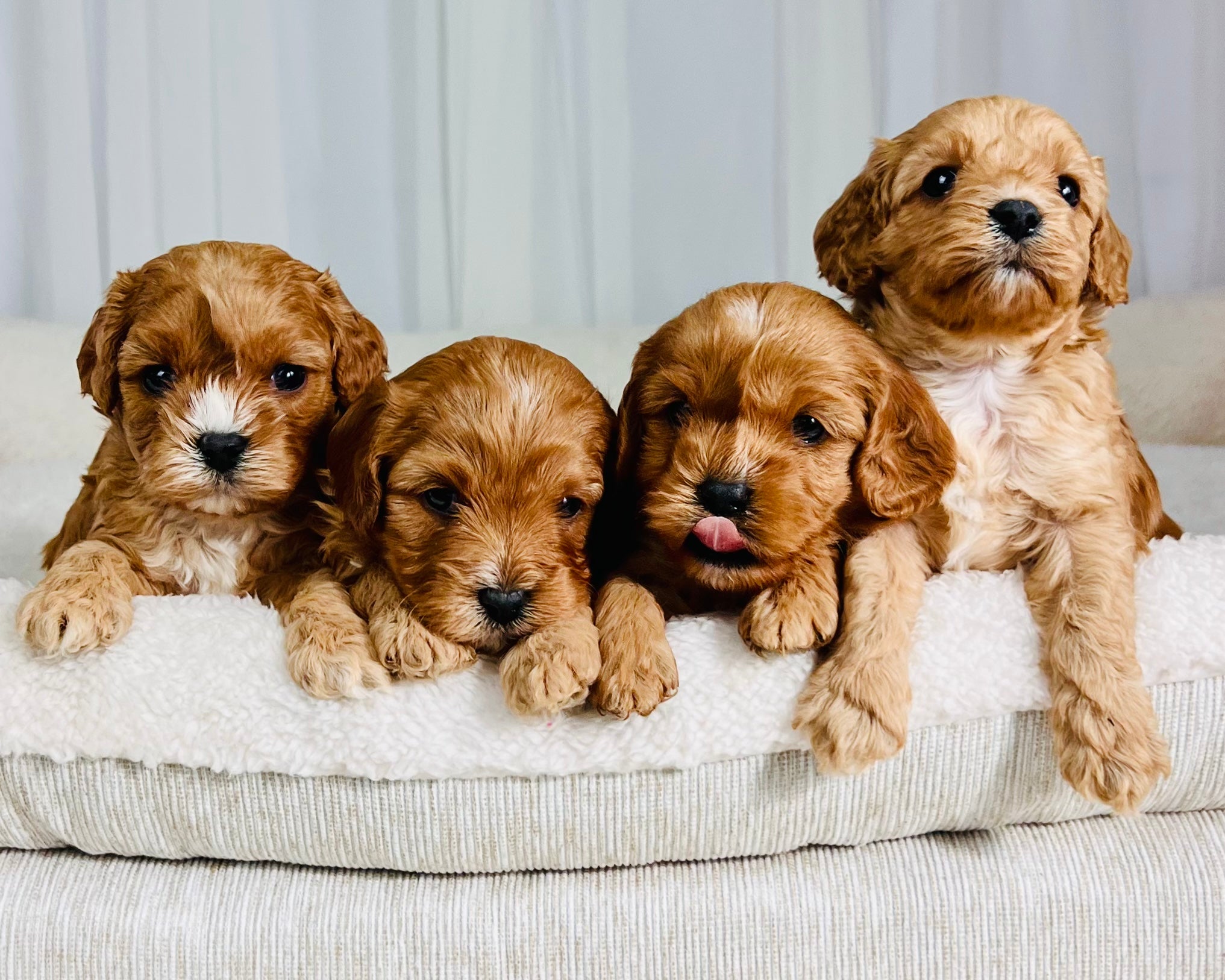 Bailey Cavapoo Puppy π SOLD β Precious Pups USA