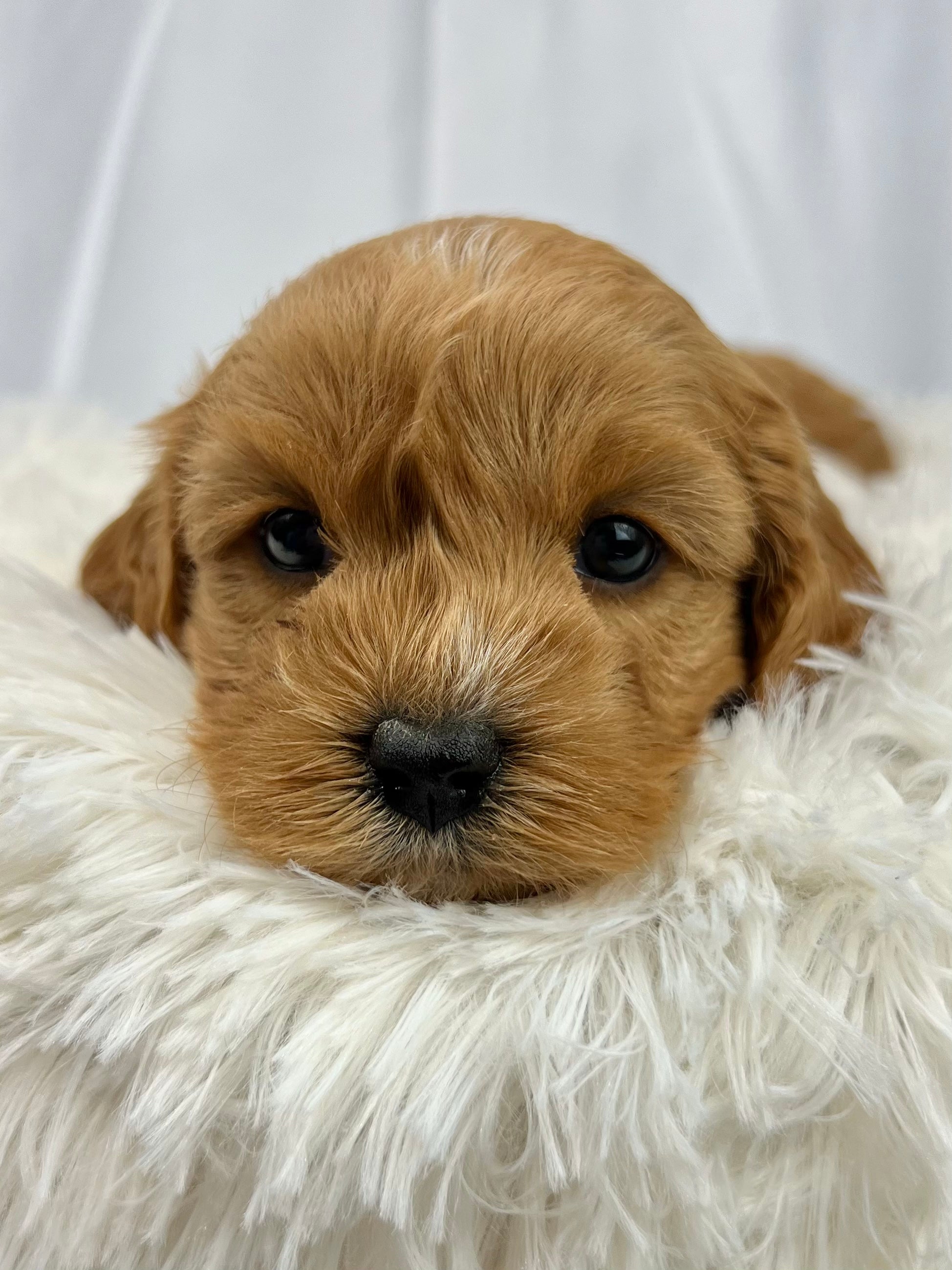 Bailey Cavapoo Puppy π SOLD β Precious Pups USA