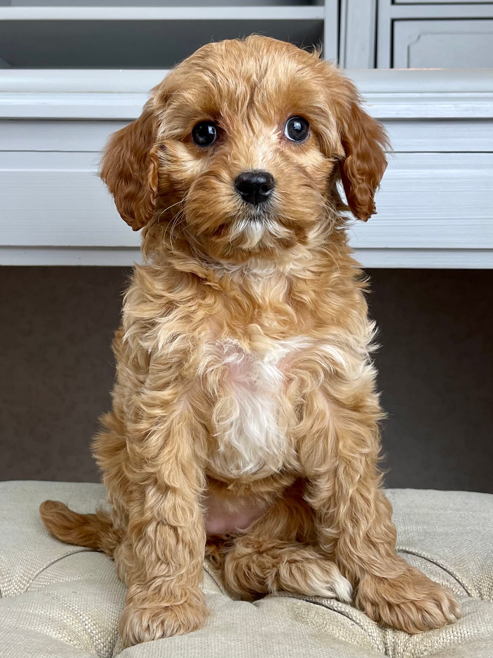 Cava Poo Toy Cavachon For Sale Cavachon Puppies Cavapoochon Price